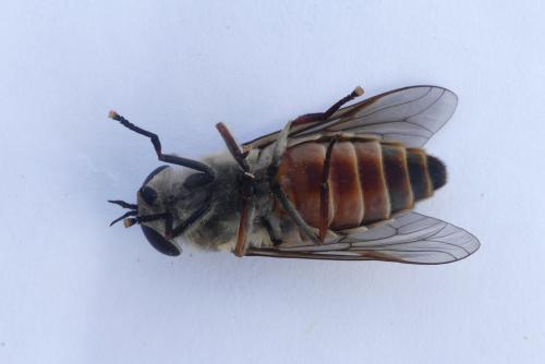 Tabanus spodopterus